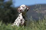 DALMATIEN 054